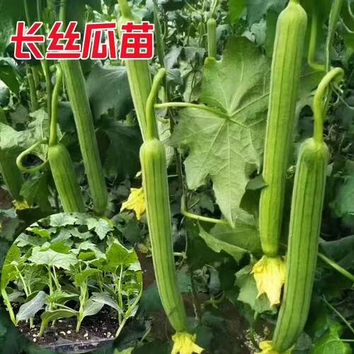 高产长丝瓜秧苗春夏秋季耐热四季丝瓜苗蔬菜苗带土球秧苗