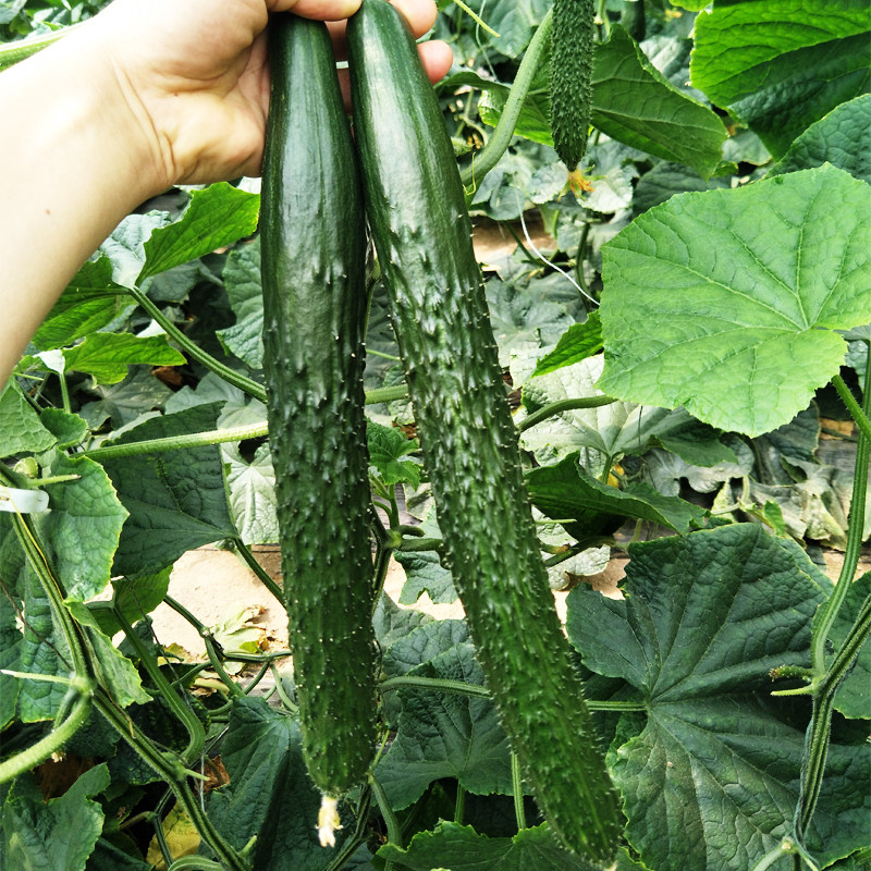 津优大黄瓜种子油亮先锋春季秋季大田耐热耐寒四季阳台盆栽蔬菜籽