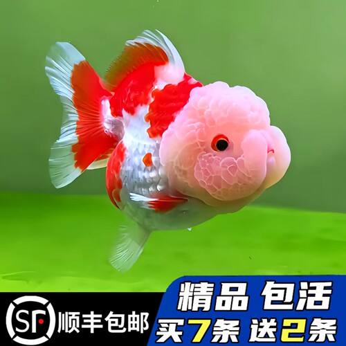 精品玛丽泰狮金鱼适合新手好养活
