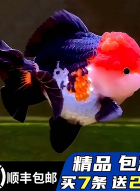 精品熊猫三色玛丽泰狮金鱼活鱼黑白百褶进口F1观赏鱼苗冷淡水好养