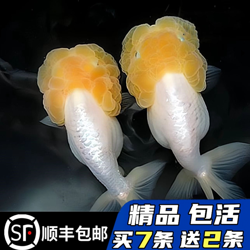 买7送2精品菠萝头猫狮金鱼好养