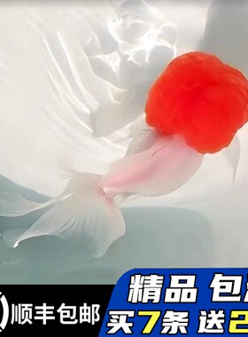 精品鹤顶红金鱼鸿运当头包邮包损