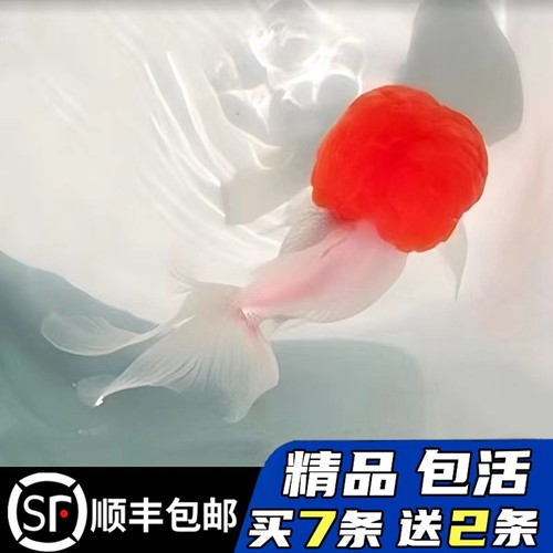 精品鹤顶红金鱼鸿运当头包邮包损