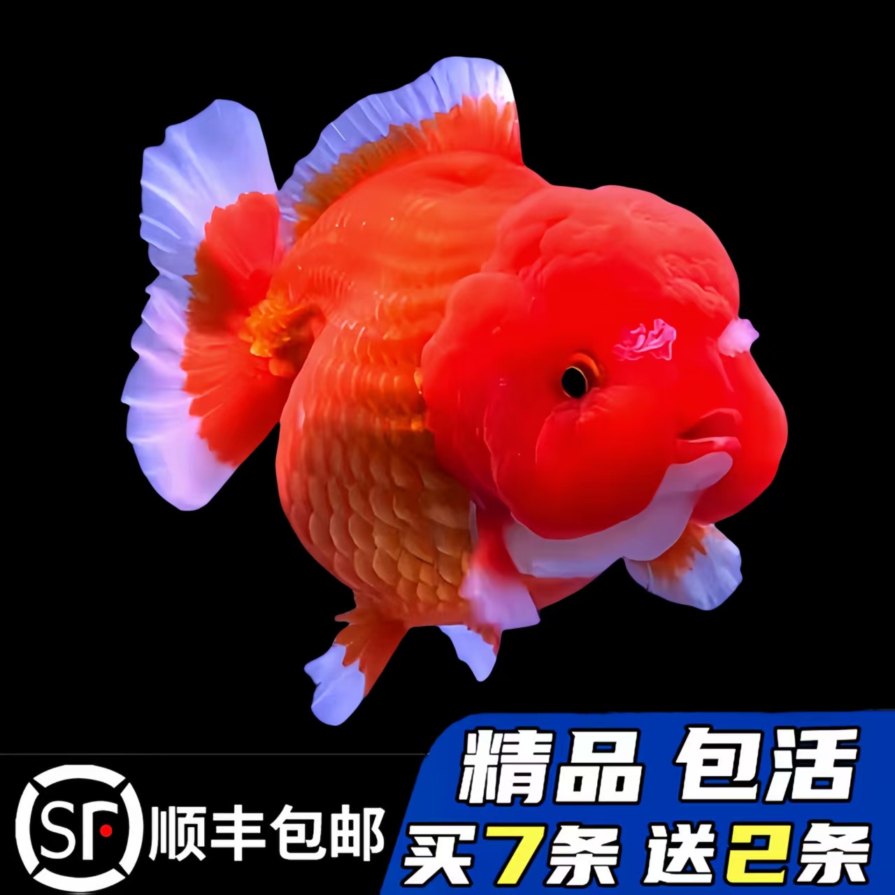 网红热门品种胖墩墩好养7天售后