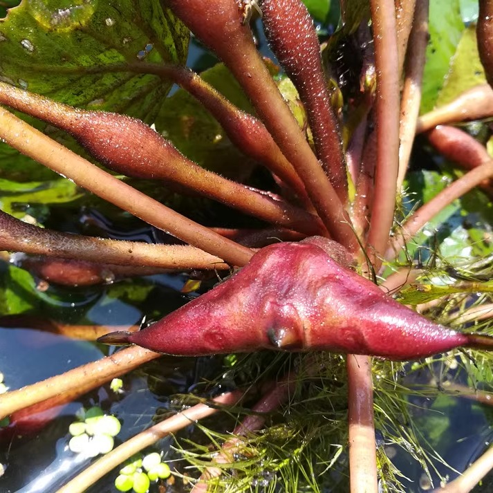 两角红菱角种子苗池塘水生植物