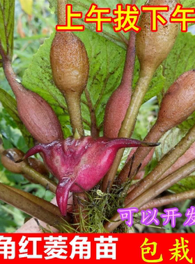 水生植物四角种子苗老红