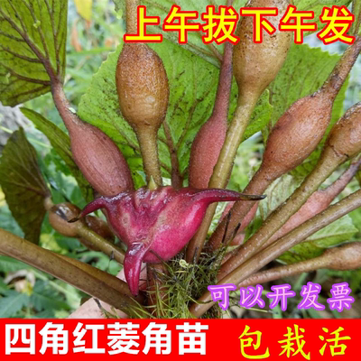 水生植物四角种子苗老红