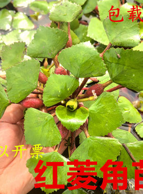 水生植物四角红菱角种子苗高产两角老红棱角种黑凌角种子绿植包邮
