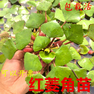水生植物四角红菱角种子苗高产两角老红棱角种黑凌角种子绿植包邮
