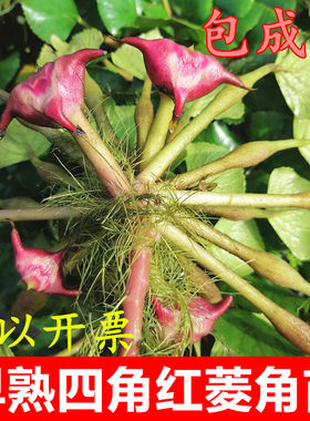 四角红菱角种子苗水生植物 两角老红棱角种 黑凌角种子绿植包邮