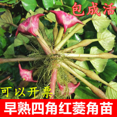四角红菱角种子苗水生植物 两角老红棱角种 黑凌角种子绿植包邮