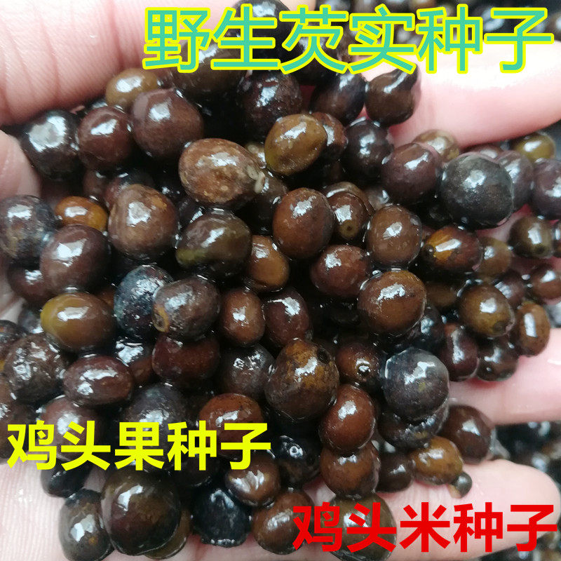 鸡头米种子 芡实种子苗鸡头苞种  鸡头籽1斤包邮