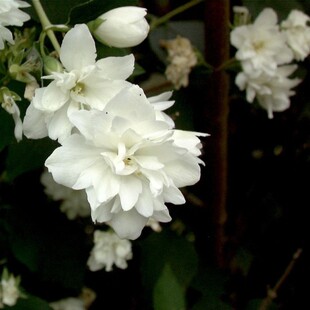 山梅花  暴风雪 花灌木 耐寒花园植物  万花镜