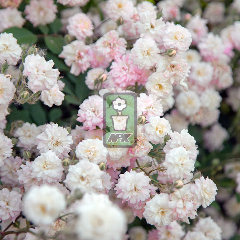 多花蔷薇  微风香水 'Brise parfum'  耐寒花园植物  万花镜