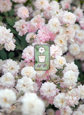 多花蔷薇  微风香水 'Brise parfum'  耐寒花园植物  万花镜