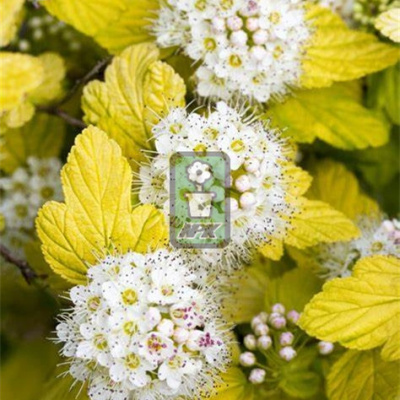 风箱果 金色飞镖 'Darts Gold' 花灌木 耐寒花园植物  万花镜