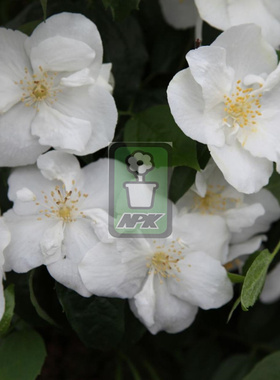 山梅花  纳齐兹 ‘Natchez’花灌木 耐寒花园植物  万花镜