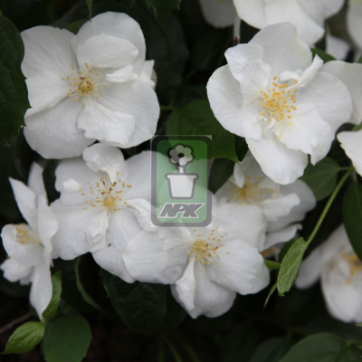 山梅花  纳齐兹 ‘Natchez’花灌木 耐寒花园植物  万花镜