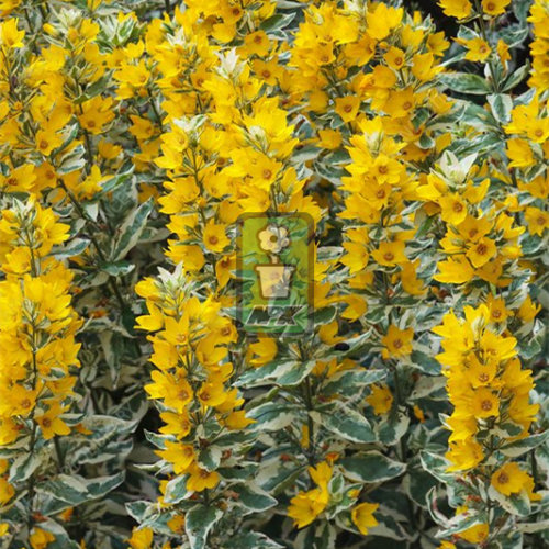 花叶珍珠菜亚历山大 多年宿根 耐寒花园植物  万花镜