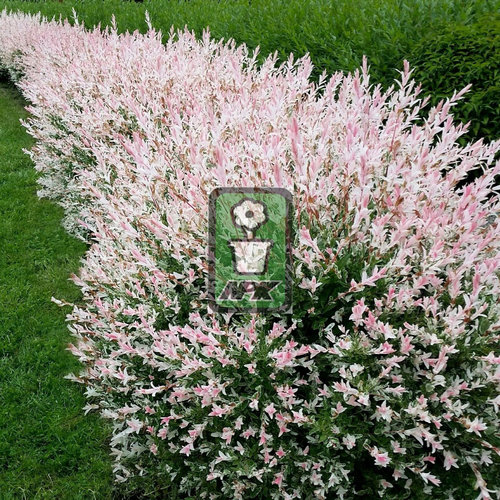 彩叶杞柳 西木博郎  Salix integra 