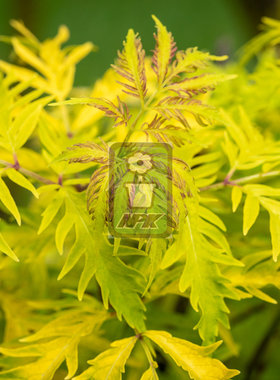 接骨木 金塔 'Golden Tower' 花灌木 耐寒花园植物  万花镜