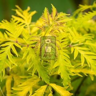 接骨木 金塔 'Golden Tower' 花灌木 耐寒花园植物  万花镜