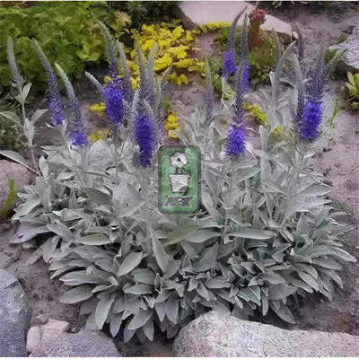 银叶婆婆纳 印加 多年宿根 耐寒花园植物  万花镜