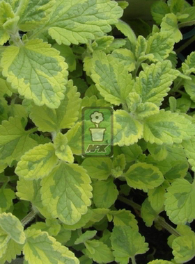 花叶荆芥 黄金六巨山 'Six Hills Gold'  多年宿根 耐寒花园