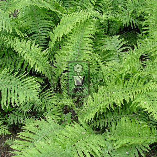 蕨类  荚果蕨 多年宿根 耐寒花园植物  万花镜
