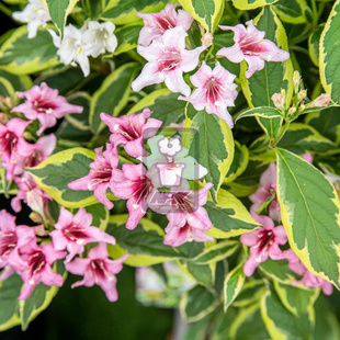 锦带 复色优雅 Nana Variegata花灌木 耐寒花园植物  万花镜