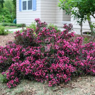 锦带 葡萄酒玫瑰   Wine＆Roses 花灌木 耐寒花园植物