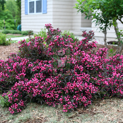 锦带 葡萄酒玫瑰   Wine＆Roses 花灌木 耐寒花园植物
