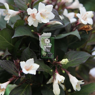 耐寒花园植物 锦带 万花镜 乌木象牙花灌木 Ivory Ebony and