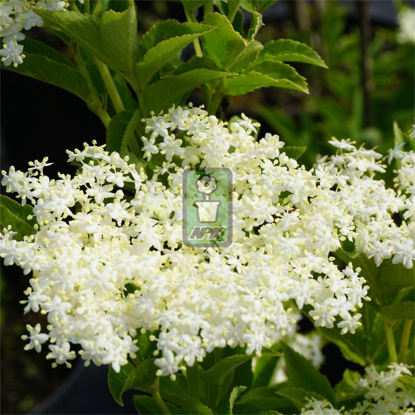 接骨木 方尖碑 'Obelisk 花灌木 耐寒花园植物  万花镜