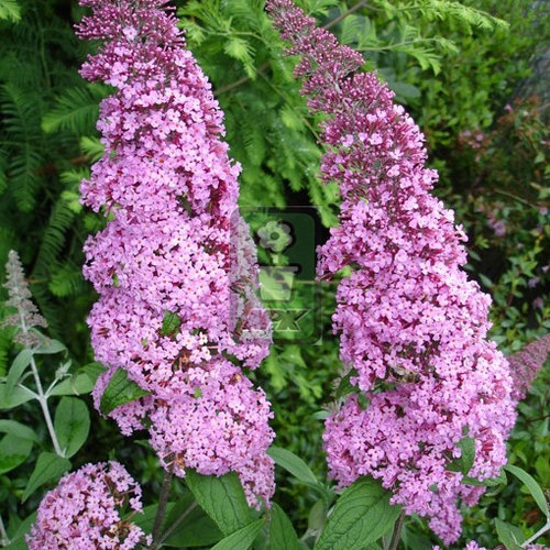 醉鱼草 粉团翩翩 花灌木 耐寒花园植物  万花镜