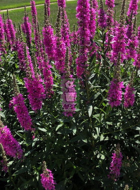 矮生千屈菜 Lythrum purple loosestrife多年宿根 耐寒花园植物