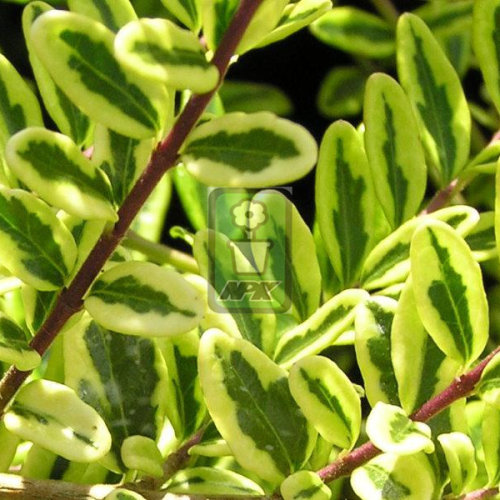 亮绿忍冬 柠檬美人 'LEMON BEAUTY' 花灌木 耐寒花园植物  万花镜