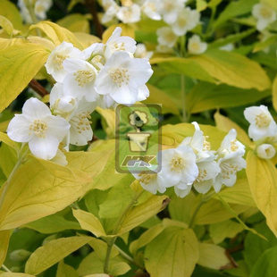 金叶山梅花 罗马黄金 花灌木 耐寒花园植物  万花镜