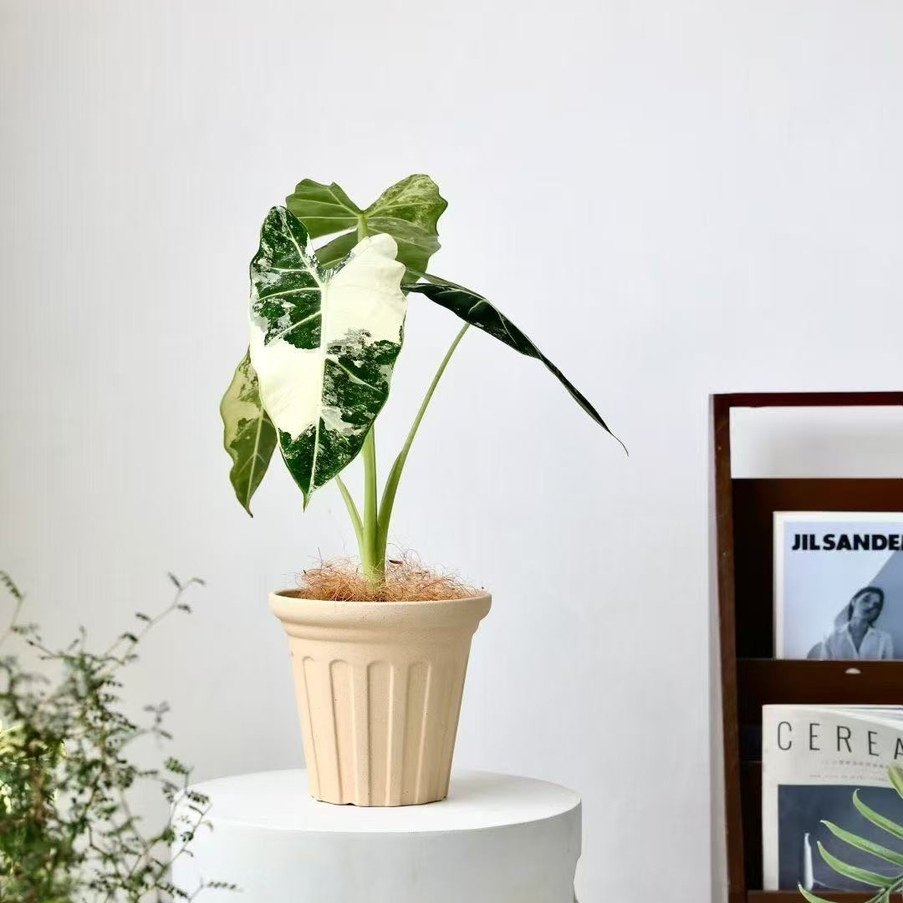 意大利红陶土盆三角梅花盆透气手工粗陶罗马柱手工复古田园红陶盆,鲜花速递/花卉仿真/绿植园艺,花盆,淘宝优惠券,粉丝福利购,淘宝优惠卷