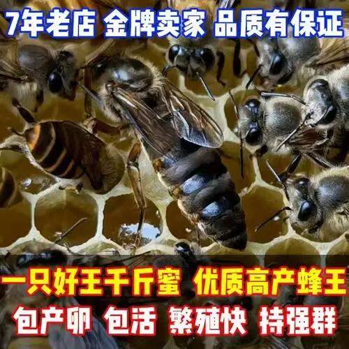 中蜂产卵王已交尾蜂王阿坝伏牛灵蜂蜂王自然交尾王王纯野生活物