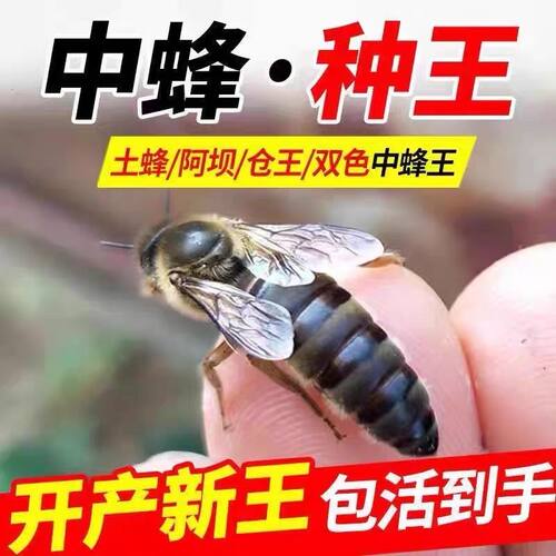 中蜂蜂王现货现抓高产蜜蜂蜂王伏牛王阿坝王双色王黑王交尾王