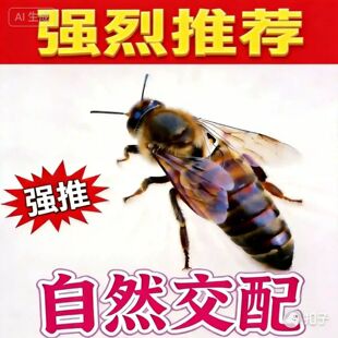 中蜂蜂王开产王优质高产种王蜜蜂蜂王高产土蜂阿坝伏牛产卵新王