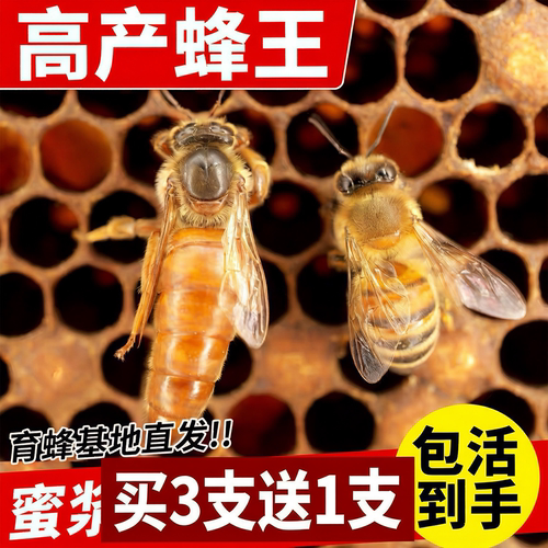 意蜂蜂王出售开产王交尾东北王意生产产子新王产卵成品带子意蜂王