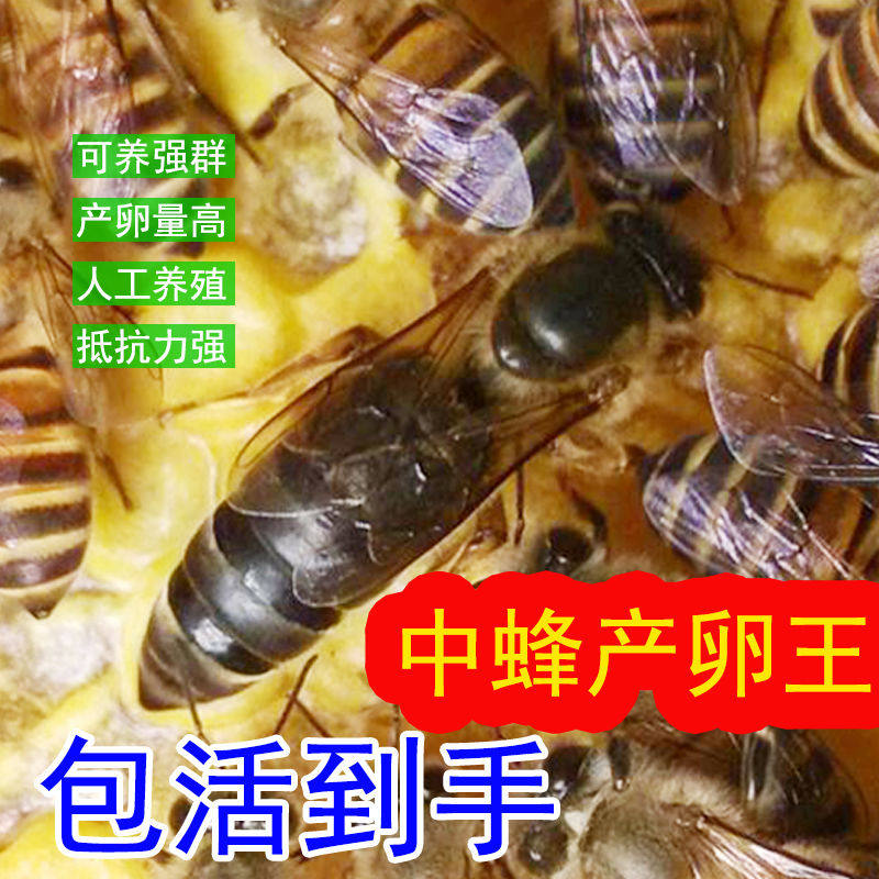 中蜂蜂王种王高产蜜蜂王土蜂王活体产卵王双色阿坝新产王优质黑王