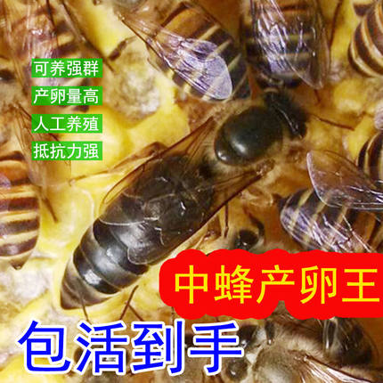 中蜂蜂王种王高产蜜蜂王土蜂王活体产卵王双色阿坝新产王优质黑王
