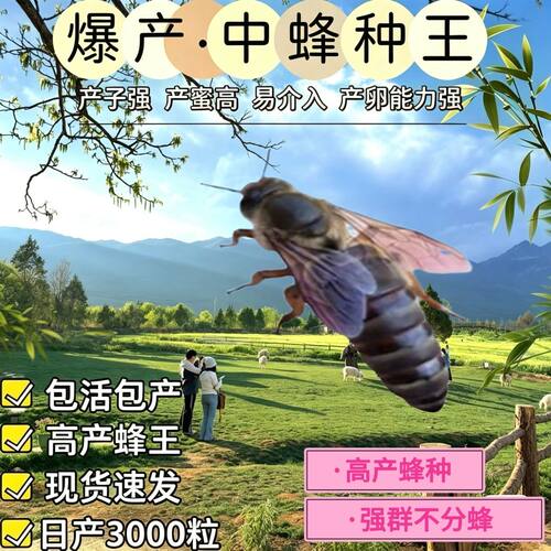 优质产王中蜂蜂王中蜂开产王高产蜜中华蜂王四川蜂王中蜂王野外