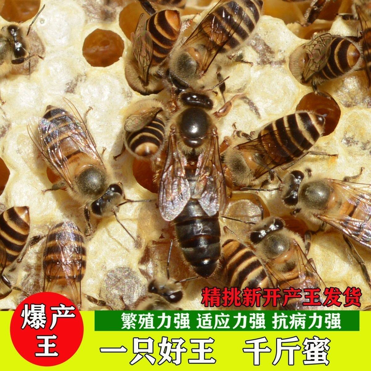 中蜂蜂群四川中蜂活体中华蜂土蜜蜂养殖原群爆产蜂王带幼仔脾包邮