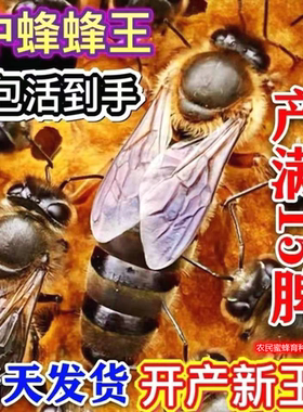 中蜂蜂王种王蜜蜂蜂王活体中蜂仓王中蜂开产王双色伏牛王阿坝蜂王