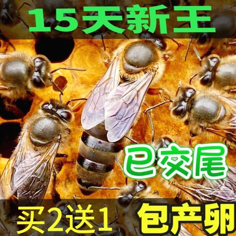 四川中蜂阿坝蜂种王新高产蜂王双色中锋良种蜂王阿坝杂交产卵种王
