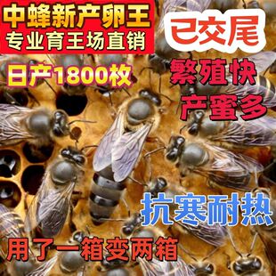 四川中蜂蜂王纯种伏牛开产王蜜蜂阿坝双色四川产卵种王交尾